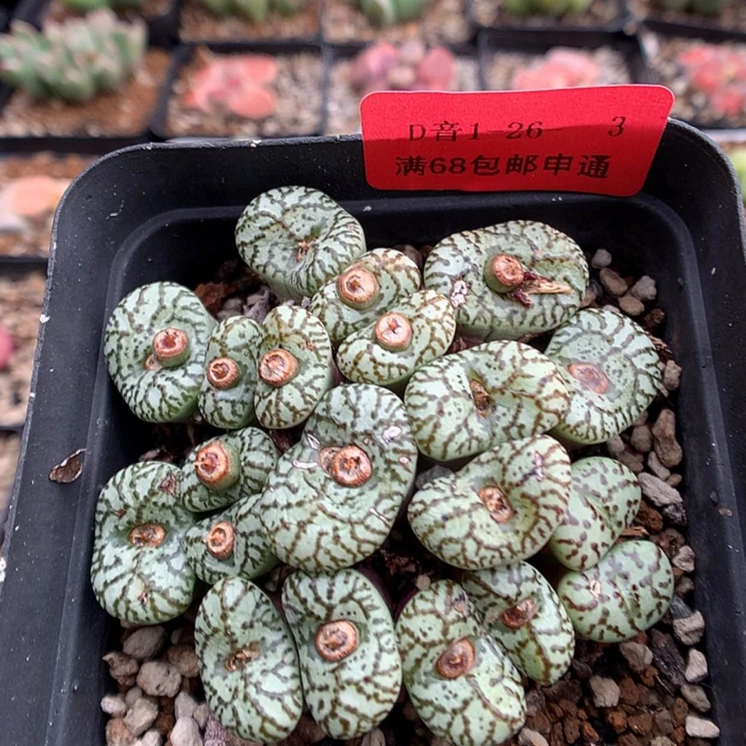 【闪购商品】1-26-3 安贞一群