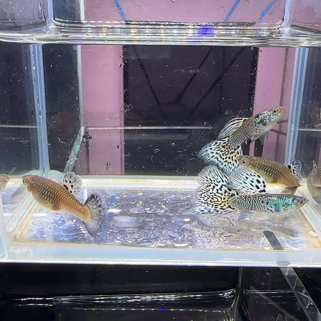 孔雀鱼银河白蛇两对，三个月