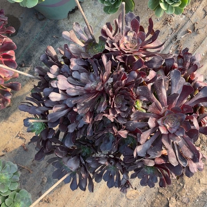 铜壶多肉植物多肉18