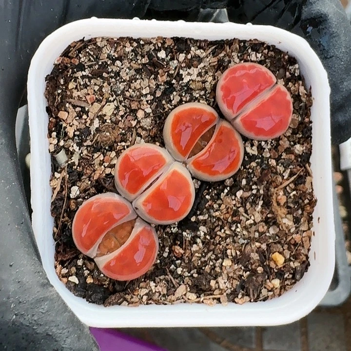 生石花1111      73