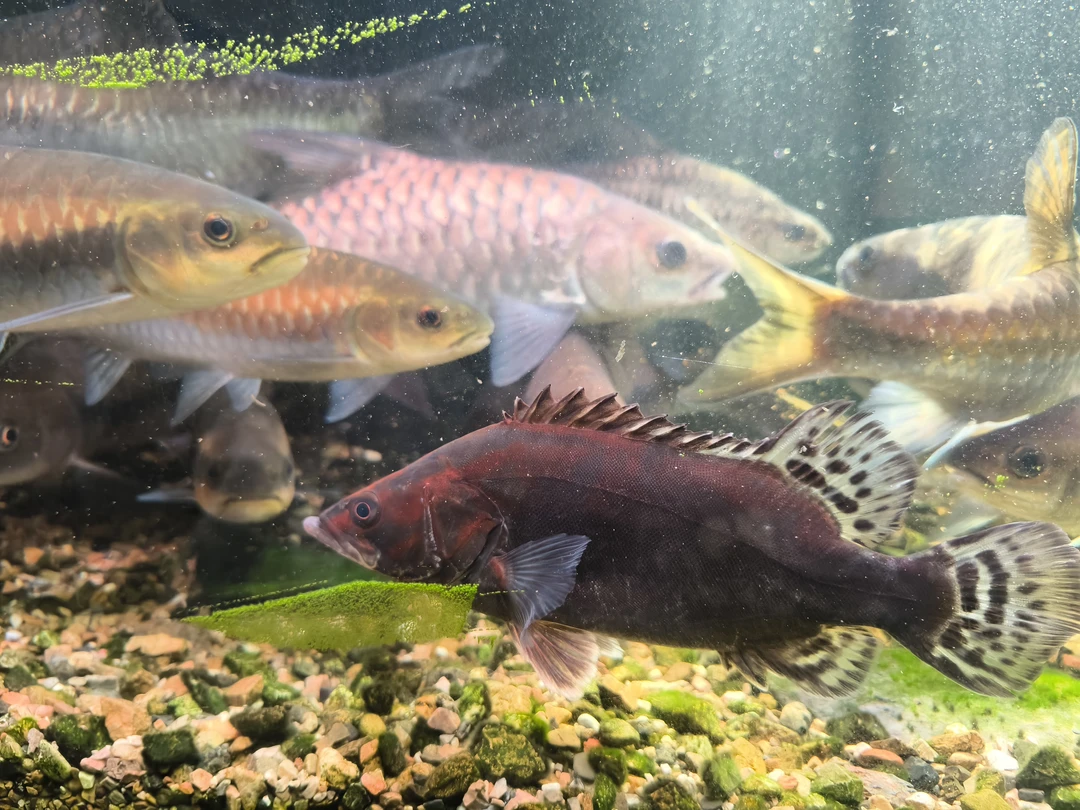 精品鳜鱼，国产虎鱼，红纹鳜鱼苗观赏鱼好养耐活