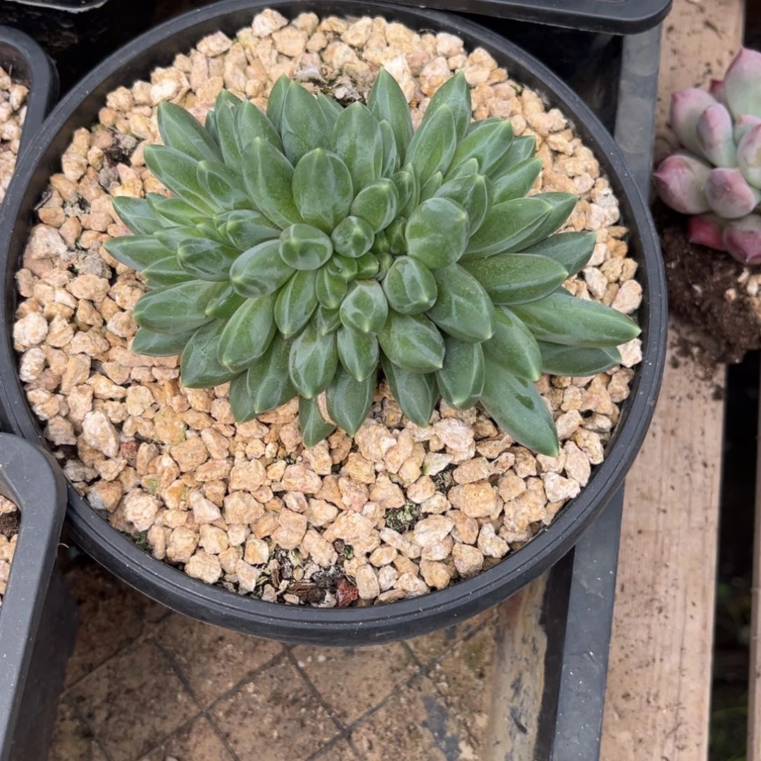 曦***曦多肉植物帝尔曼缀化