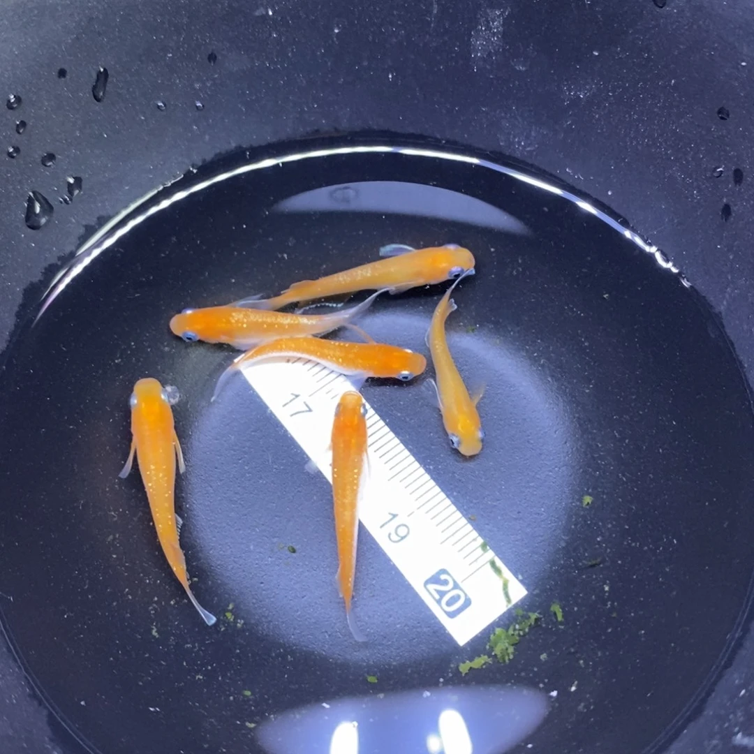 海水鱼观背青鱂鱼1号