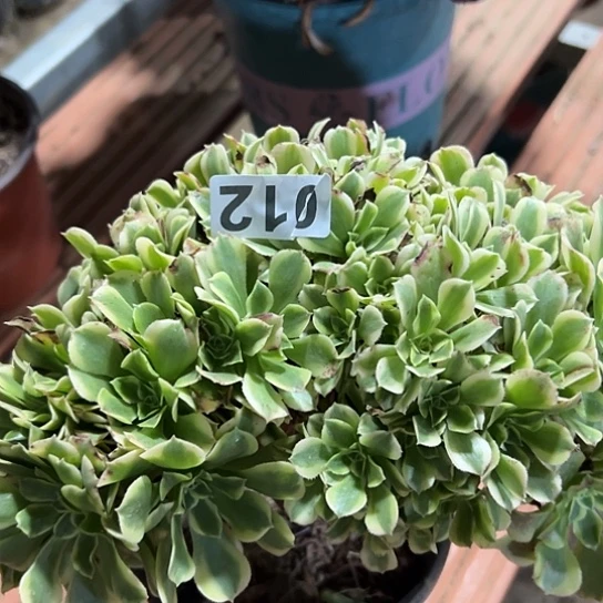 @***好多肉植物一个绿豆沙012