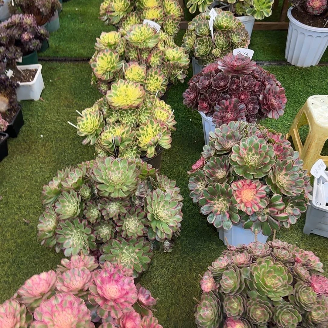 芒***喂芒果姐 寄养发货 3颗