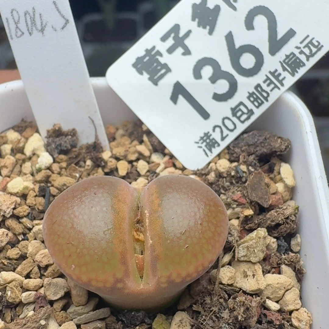 1804.5。 带盆土c10同属。