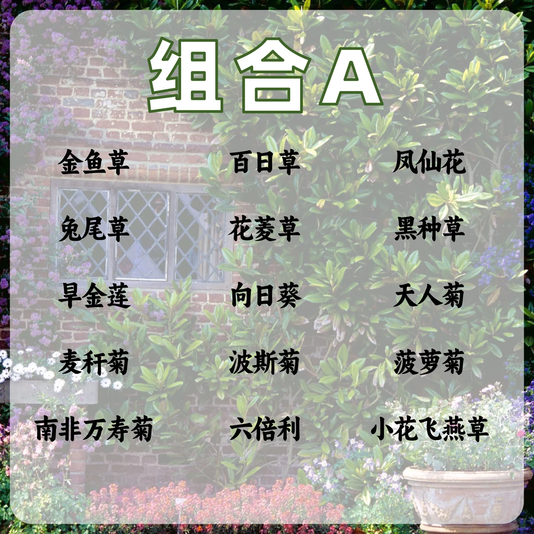 草花种子组合套餐包邮阳台春秋播耐热耐冷草花种金鱼草向日葵蜀葵