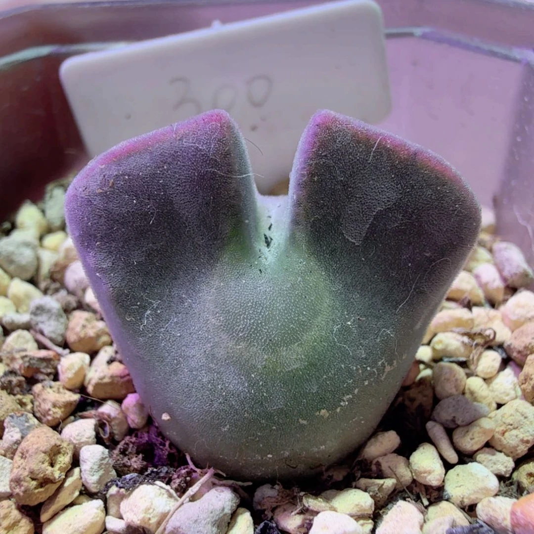 韩国大眼睛 12-24-L26