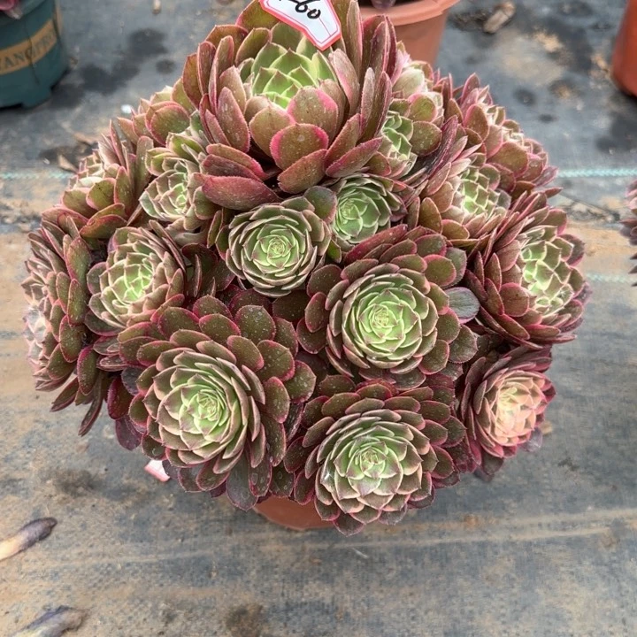 1-60粉花妖多肉植物