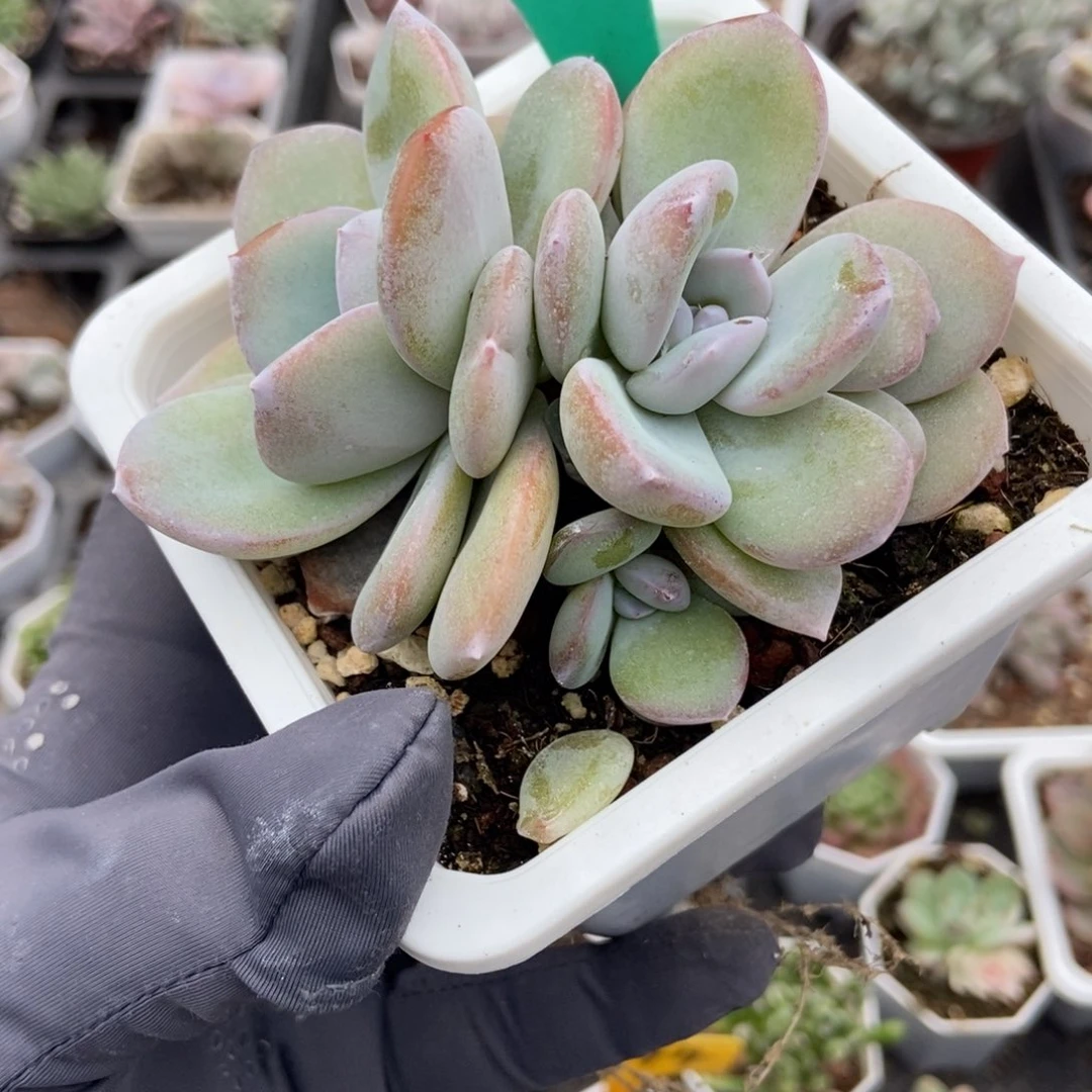 1604奶茶多肉植物多肉