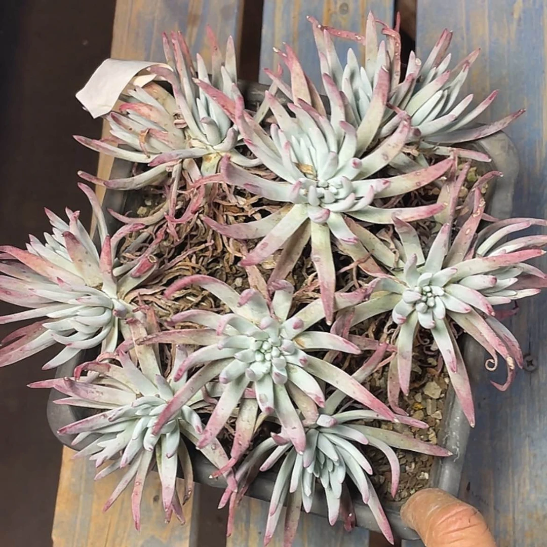 【闪购商品】不售后