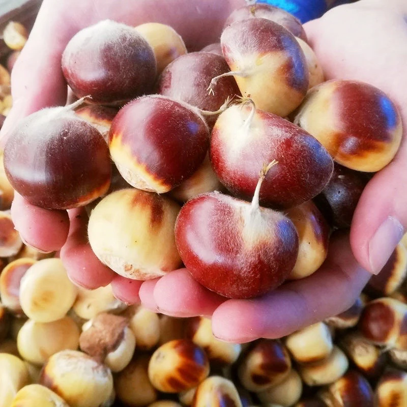 【新果2025山栗】新鲜板栗米生吃脆甜熟吃粉糯易剥内皮坏果包赔