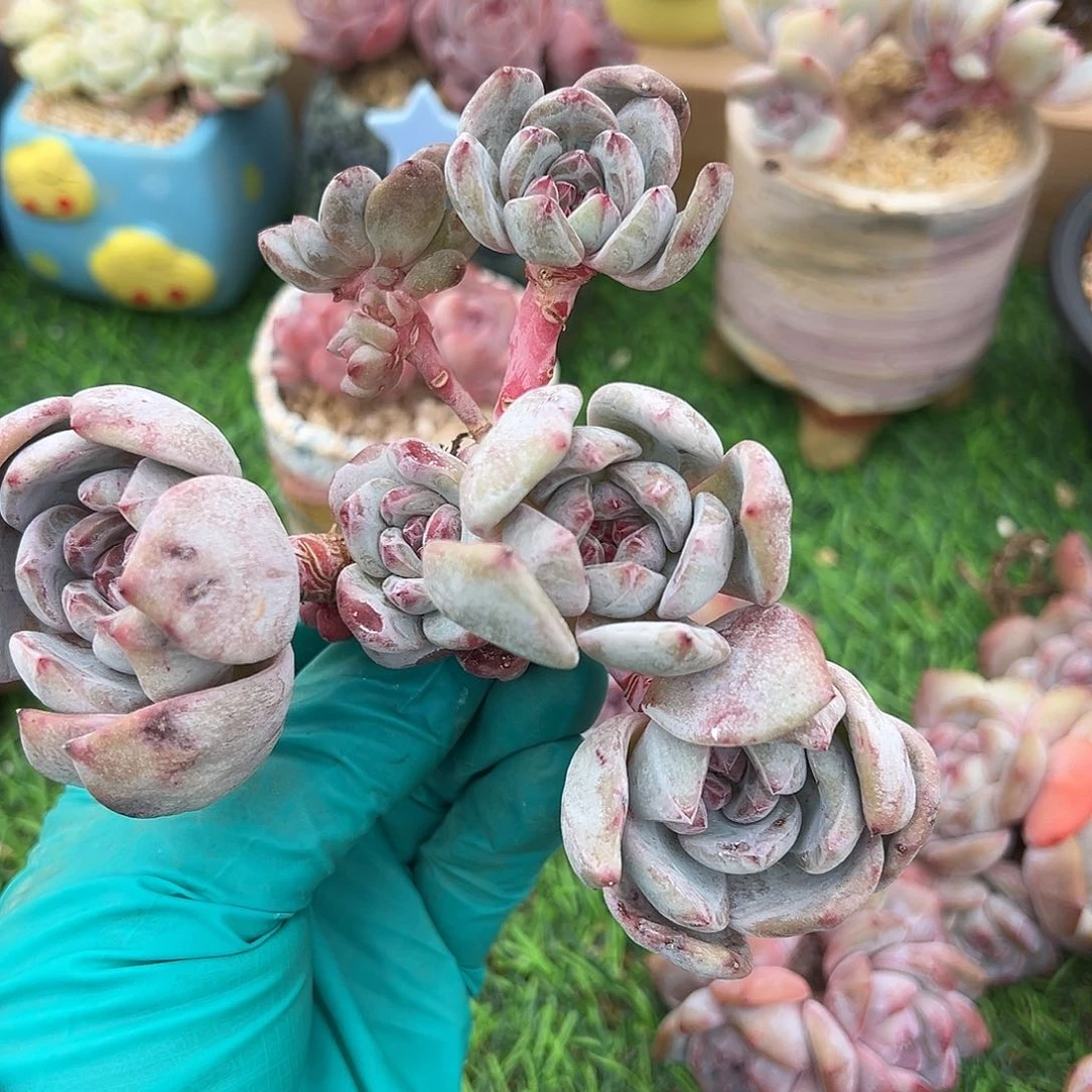 十一头xjvhggggghdgvbbhjhhhh