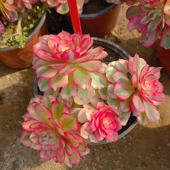 2-168荔枝多肉法师