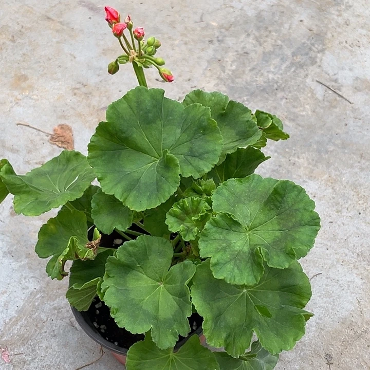 好***张完全开放公爵大花球红色