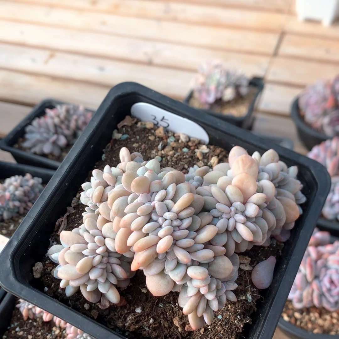 13厘米底切小树盘龙粉兔缀 35