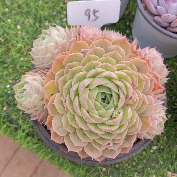 健健康康平平安安