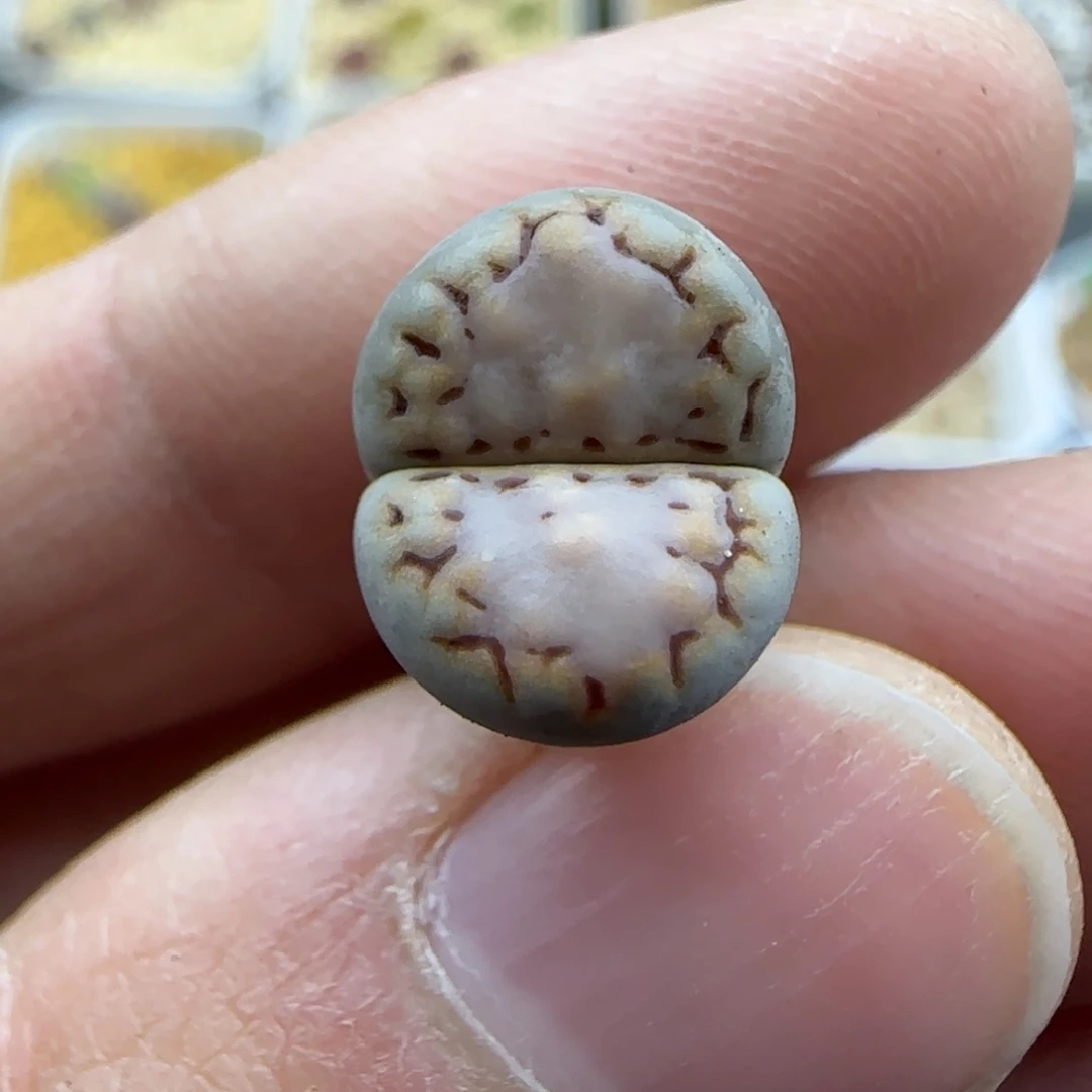 569粉窗清框福利30包邮