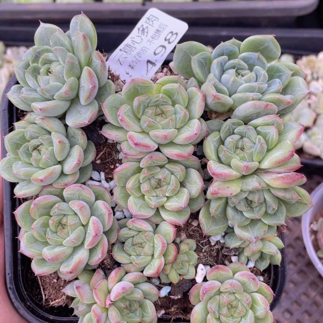 云糖心多肉植物498