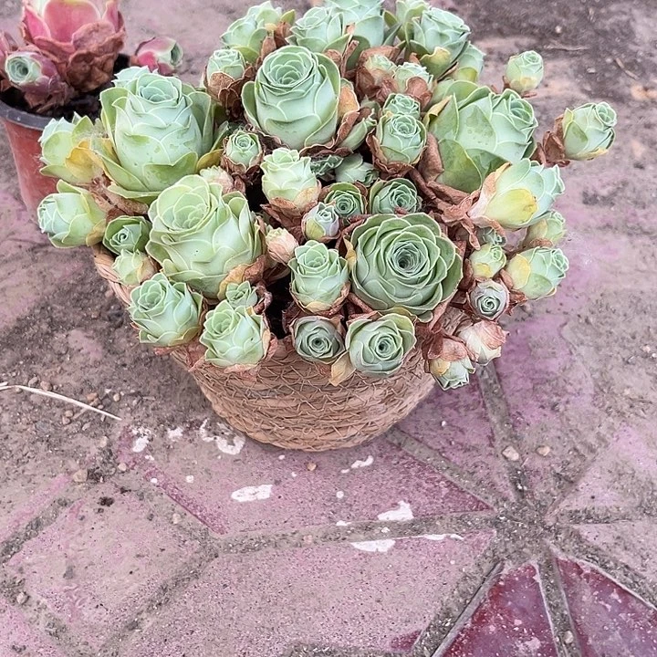 混播玫瑰群6个带框