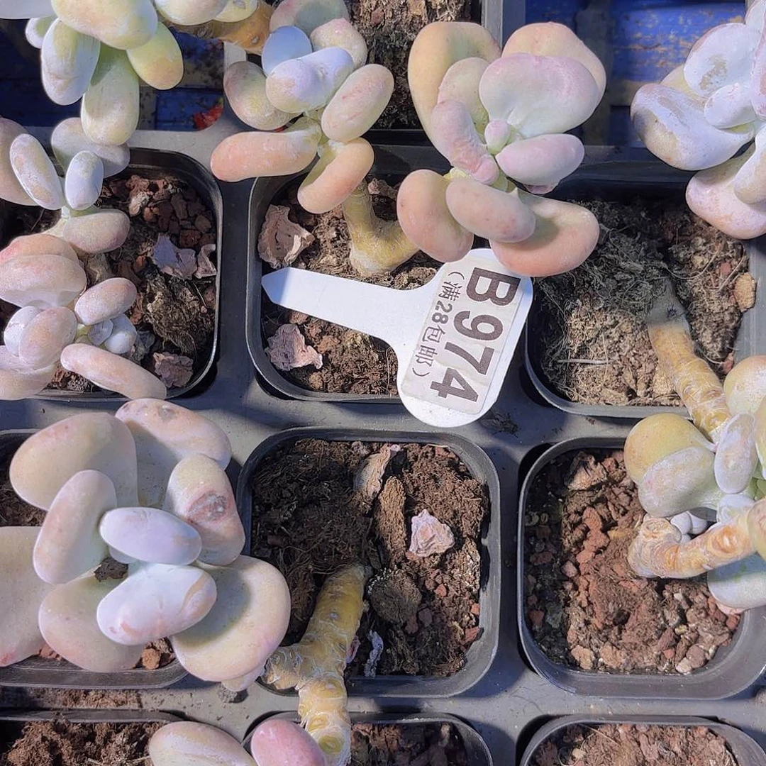 B974油煎丸子一物一拍