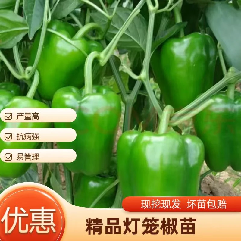 甜椒王苗秧青灯笼椒苗辣椒苗种籽不辣绿方椒圆椒苗蔬菜苗圆椒大果