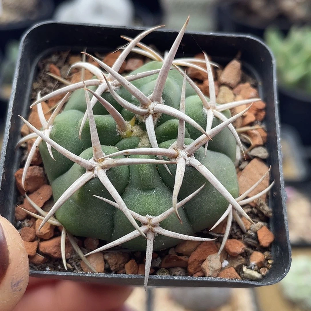 实生龟甲五十铃碧岩玉仙人球