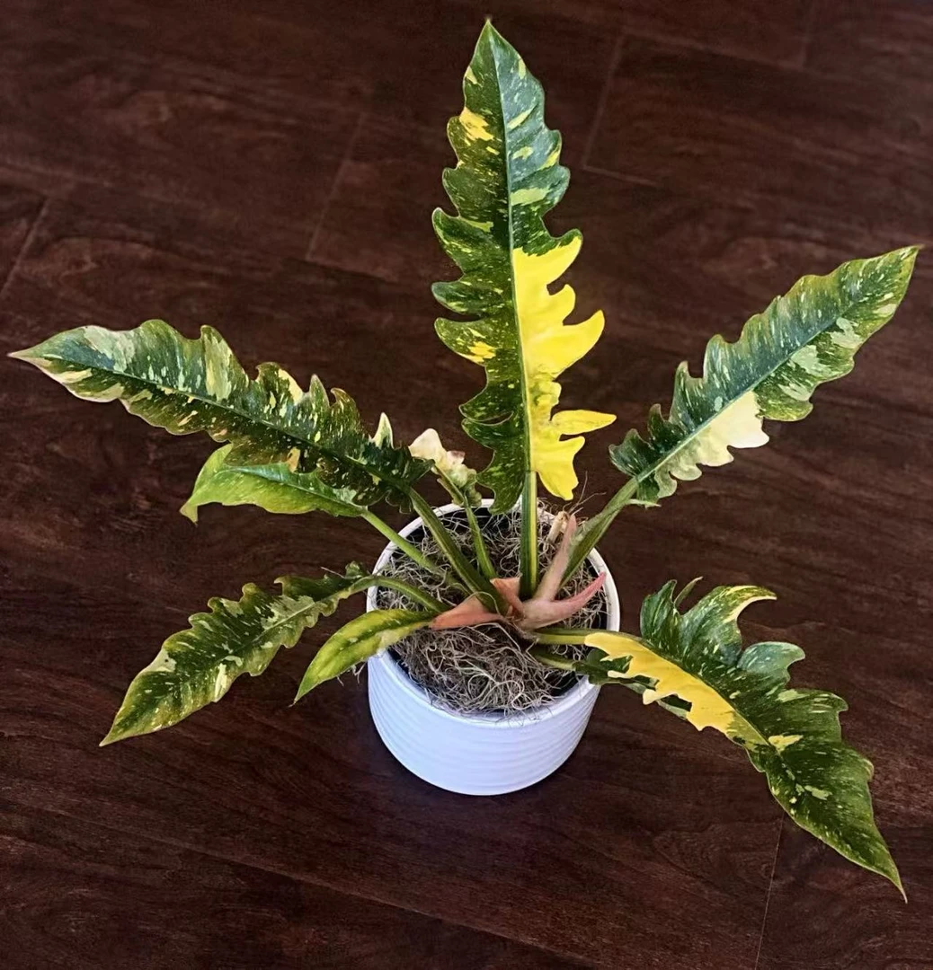 【火之戒蔓绿绒】原盆原土室内高端好养观叶绿植