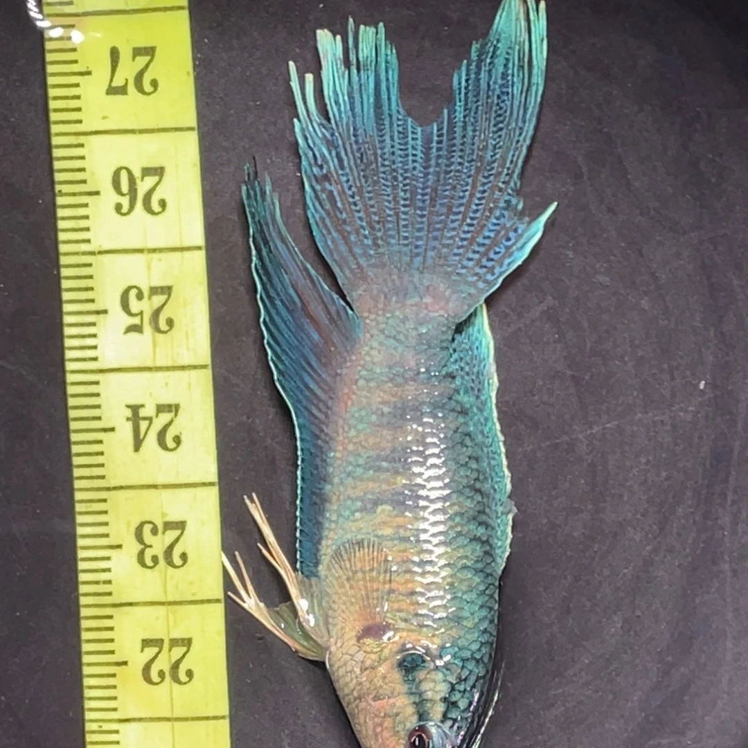 斗鱼精品斗鱼直播竞拍