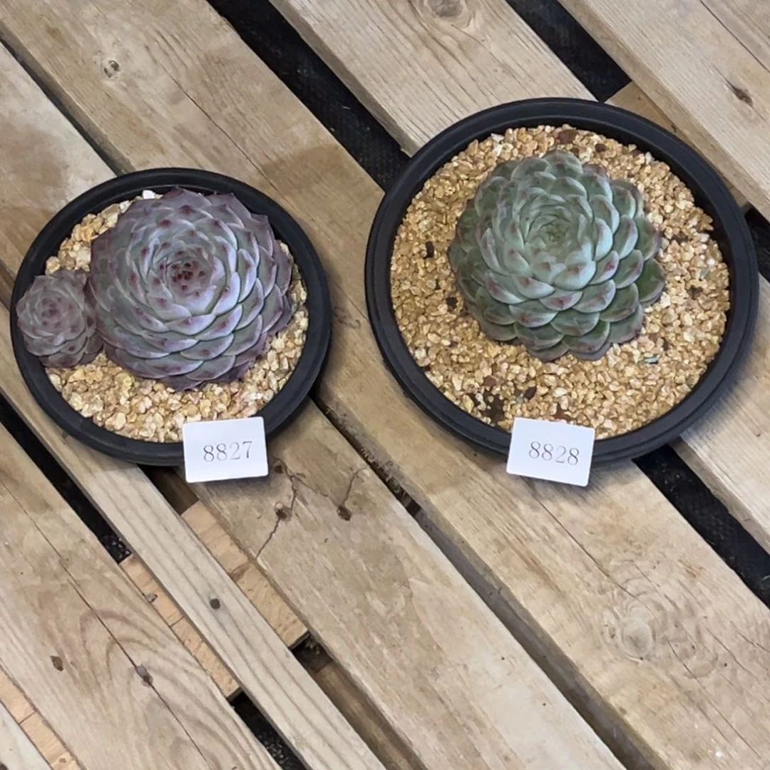 郭**°8827，8828多肉多多地方