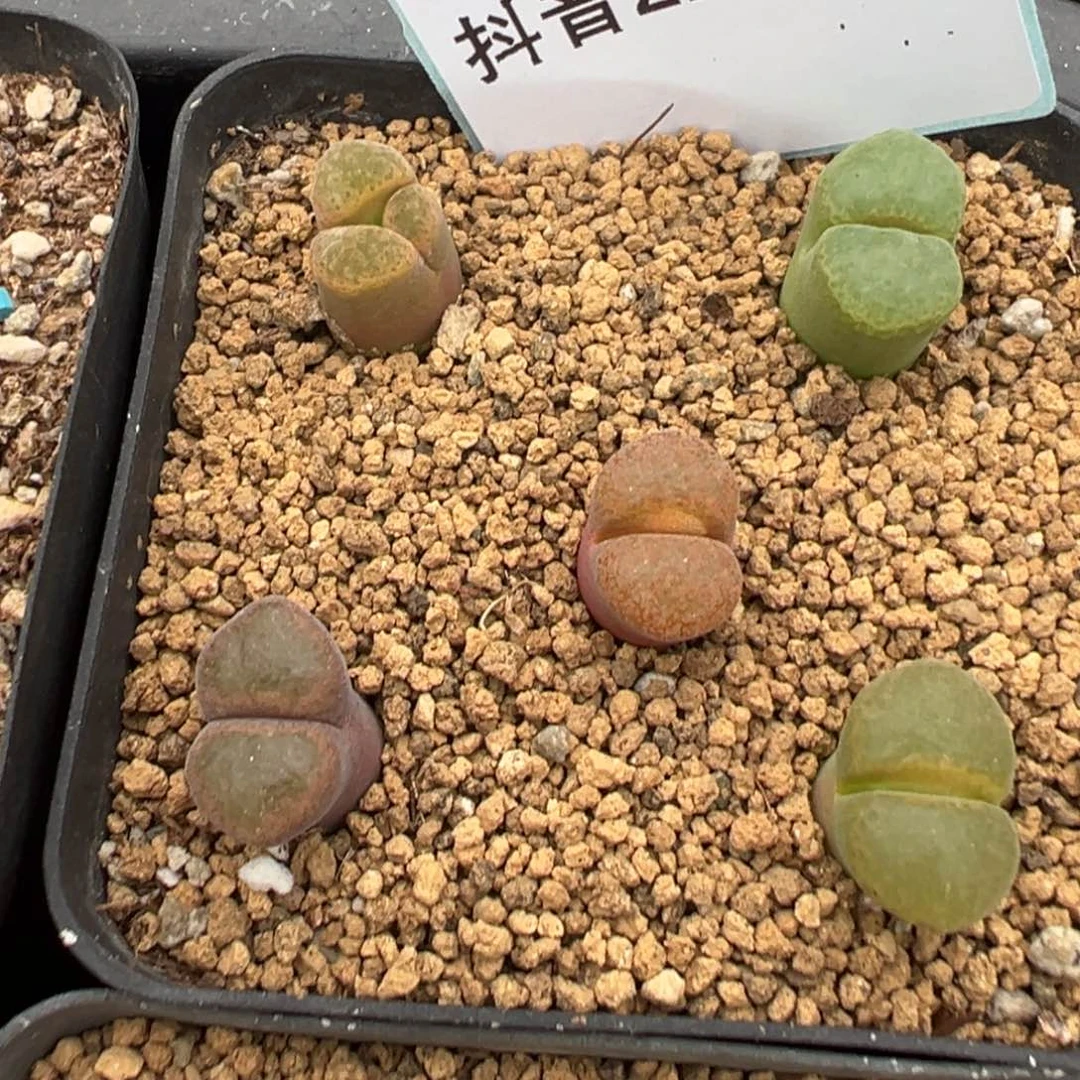 21-246肉锥多肉植物