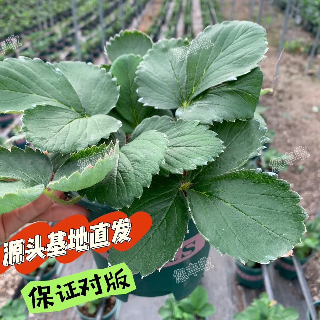 您丰收草莓盆栽 包对版 原盆原土加仑盆 阳台室外花园种植