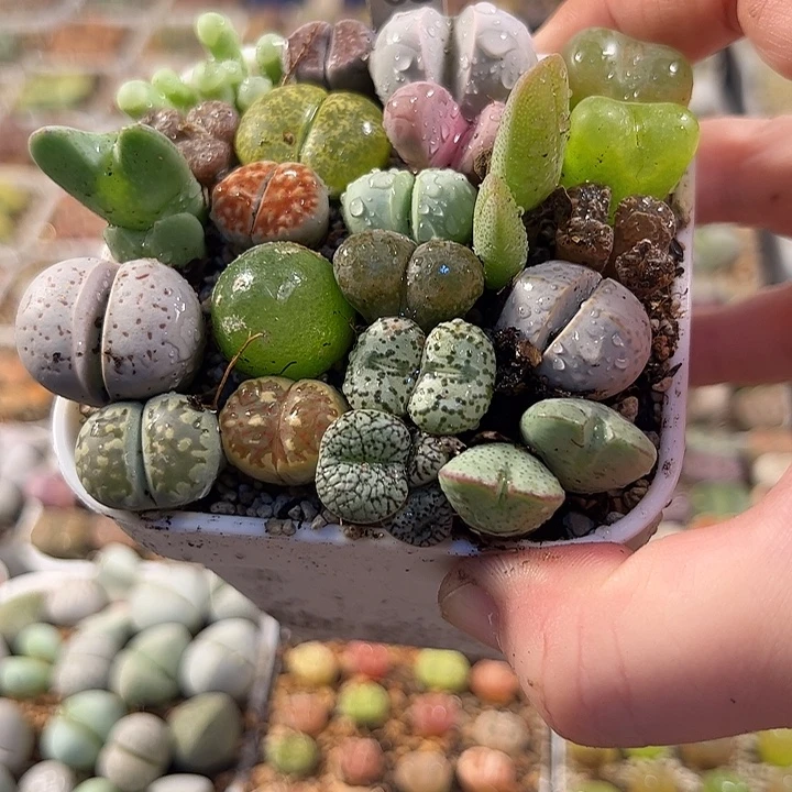 爱石阁生石花一物一拍