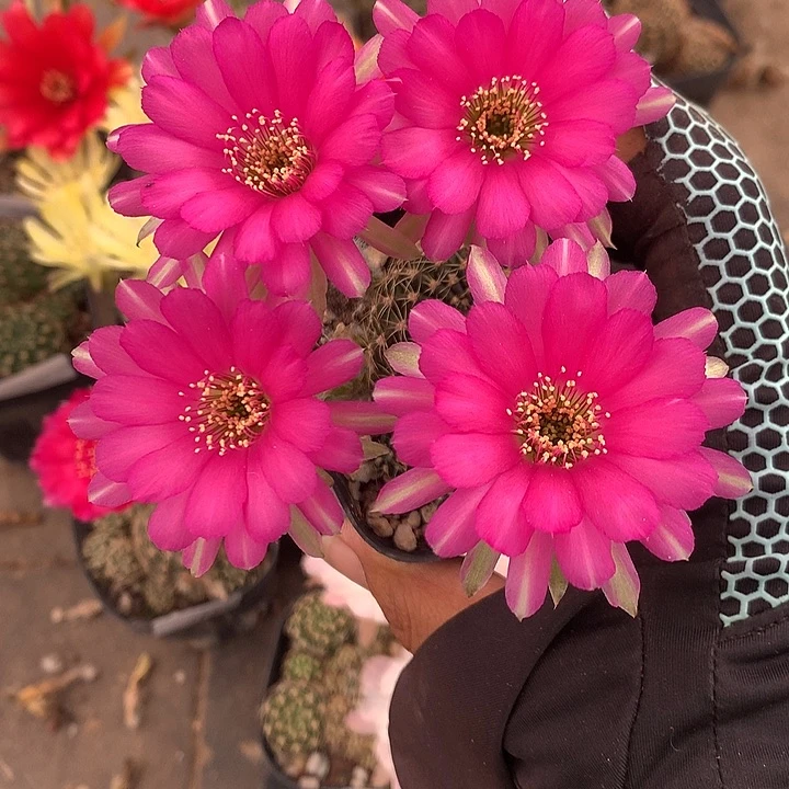 7109 实生丽花6厘米盆