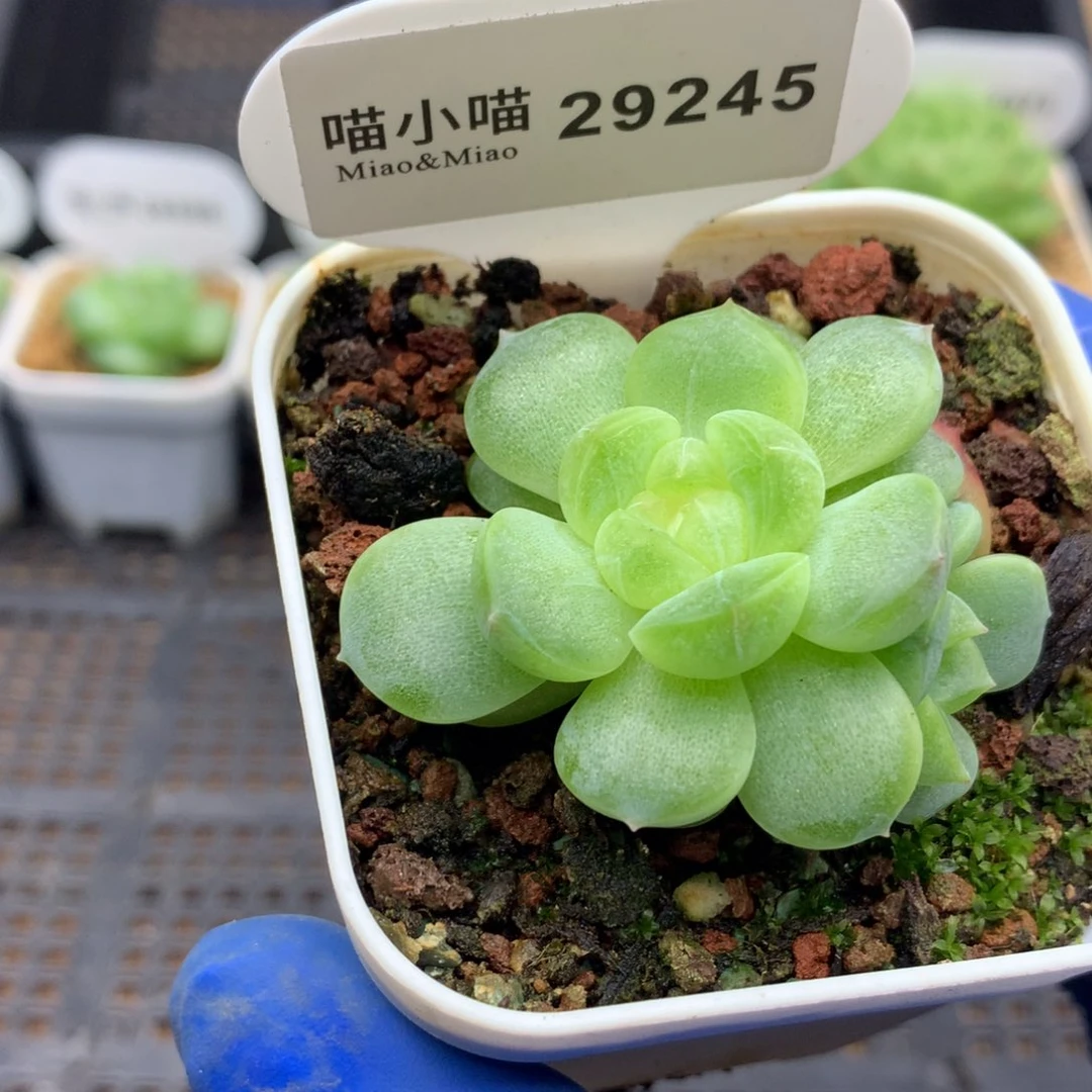 多肉植物杂交珍妮