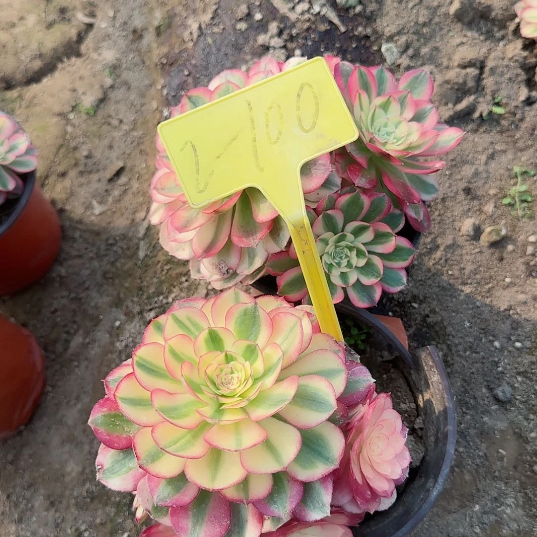 无*2-100+--多头多肉植物倾城