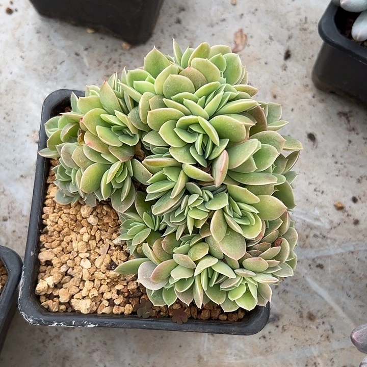 星娜塔群生朵朵缀化