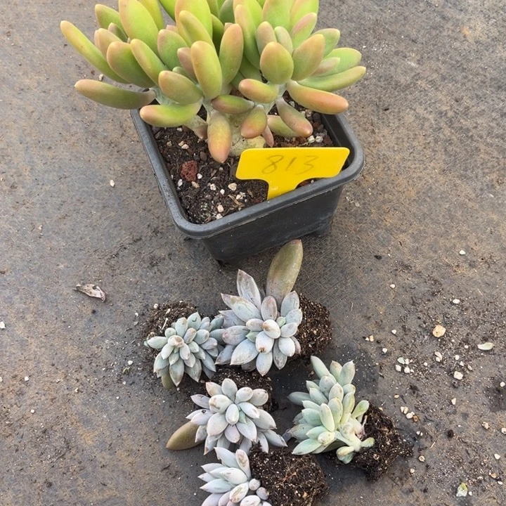 金蝉813哥特小苗5个