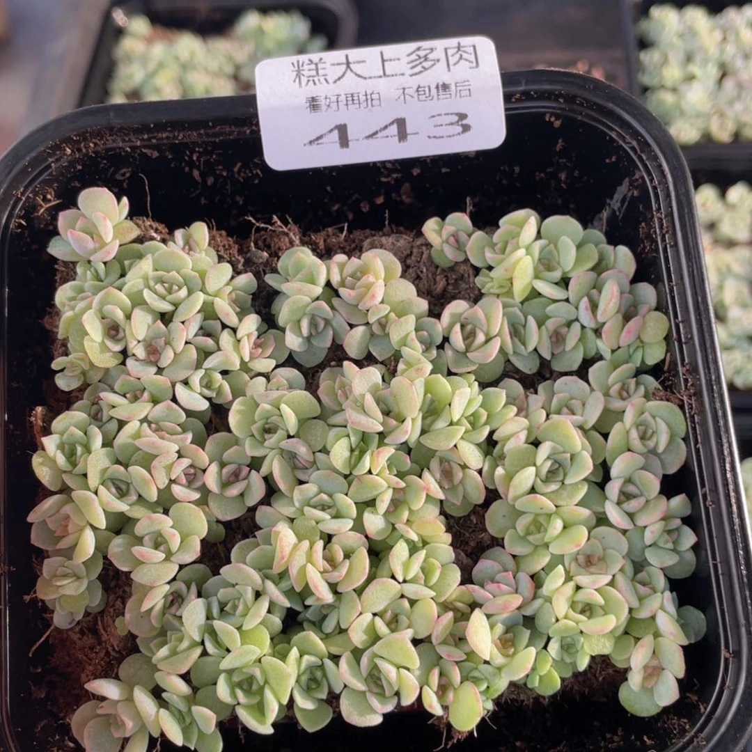 云糖心多肉植物443