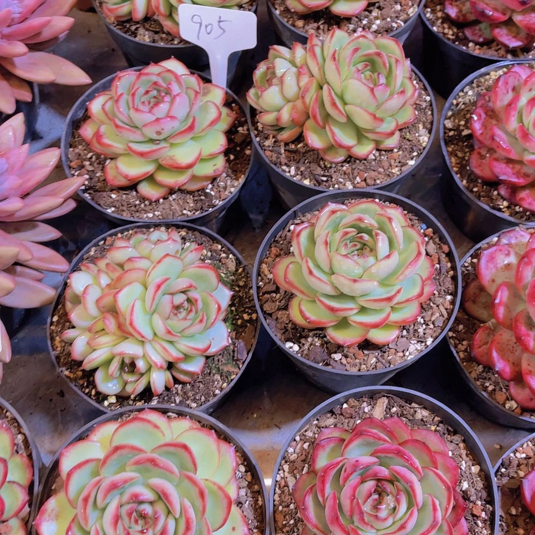 万宝龙量拍00000000