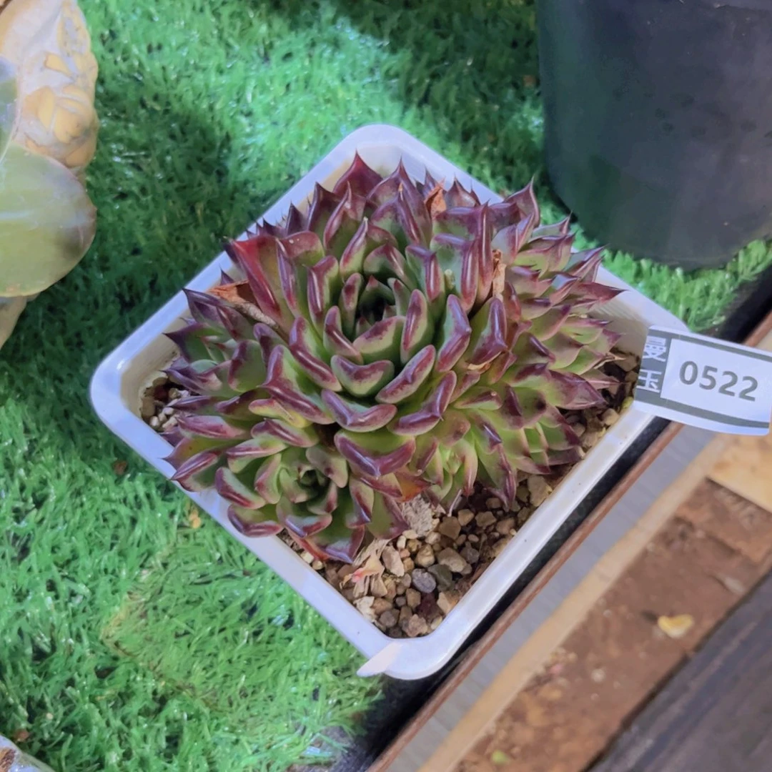 黑夜多肉植物0522