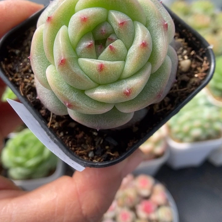 一物一拍一物一拍1115-537