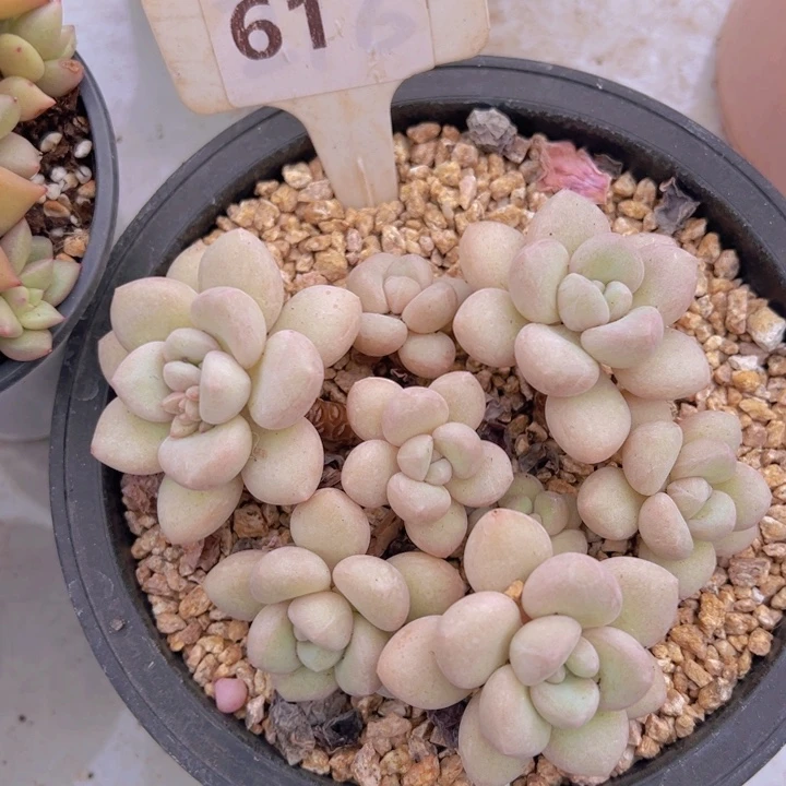 健健康康平平安安