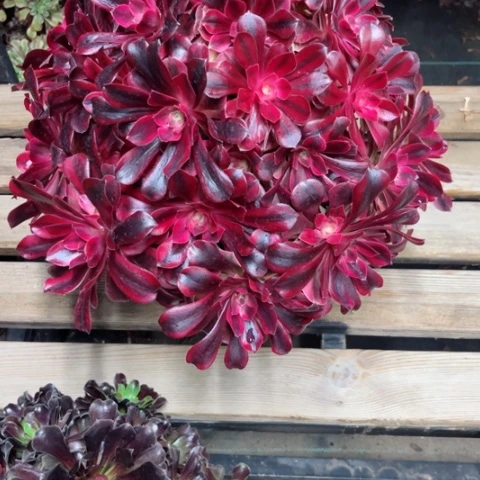 快****。多肉植物美杜莎锦。