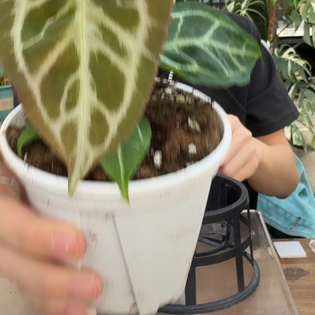 完全开放P100skg银红