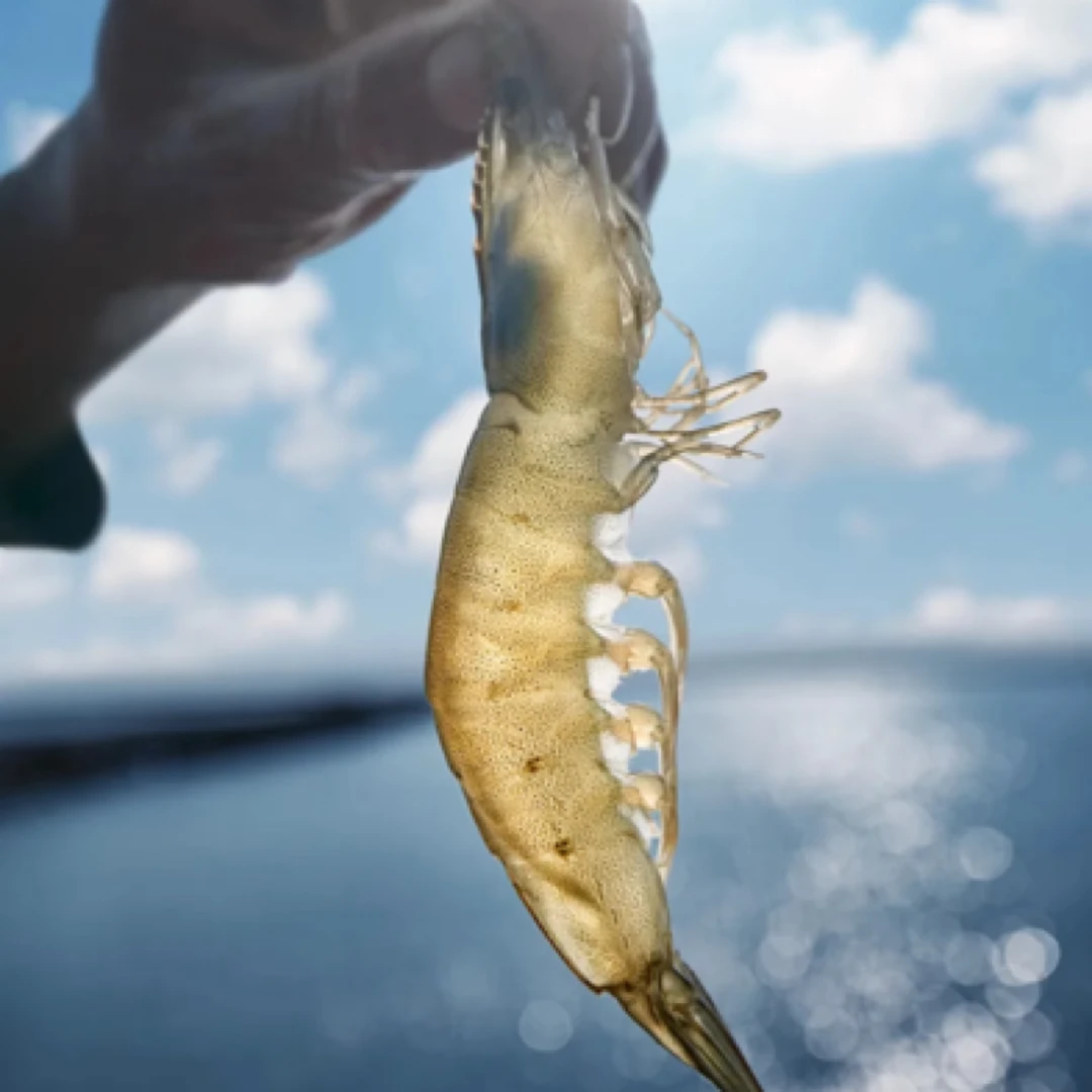 螃蟹味的虾 汉沽盐田小滩虾 鲜活现发 保鲜不保活 包邮到家