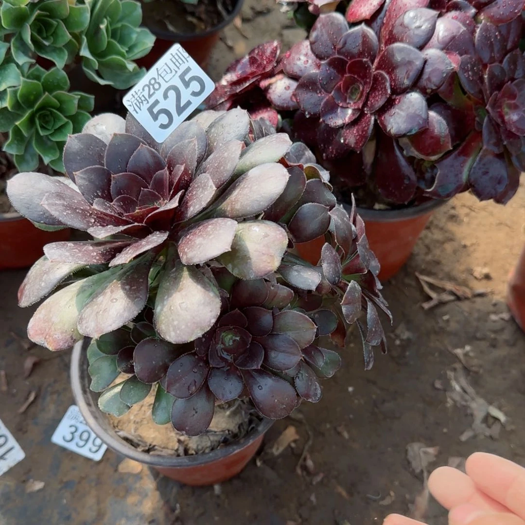 炫彩圆叶多肉525满28包邮断枝不包