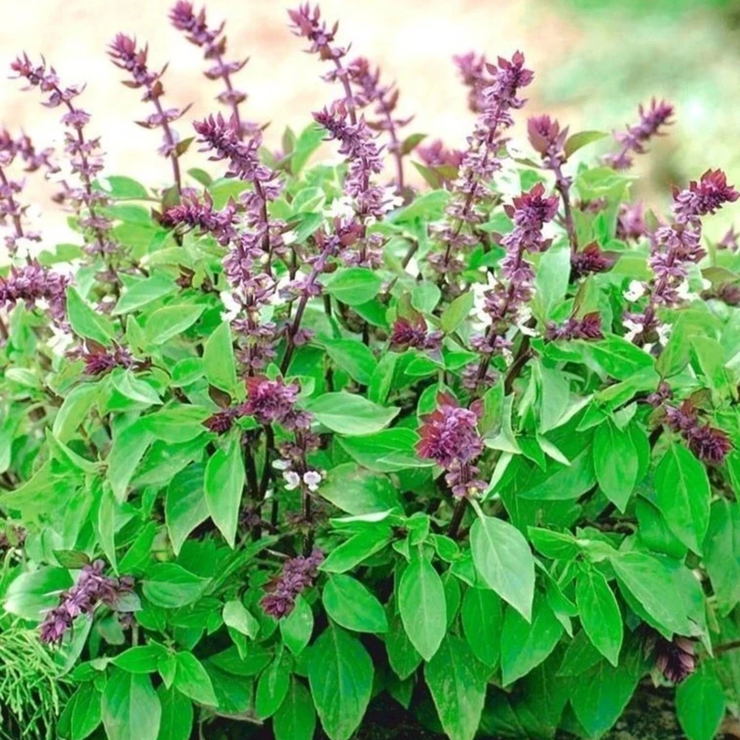 【新疆包邮】大叶罗勒1000粒种ماڭغان يوللىرىڭىز رەيھان پۇرىسۇن