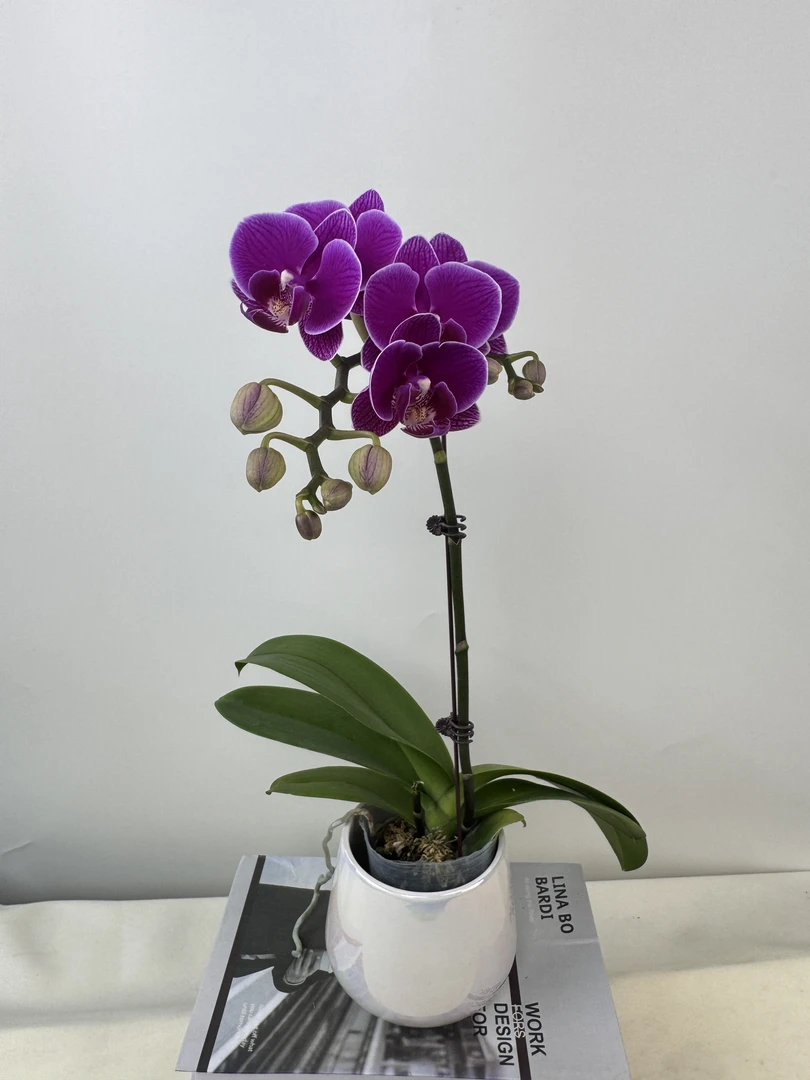 蝴蝶兰【红酒单】鲜花盆栽室内观赏花花佛山基地直发好养易活