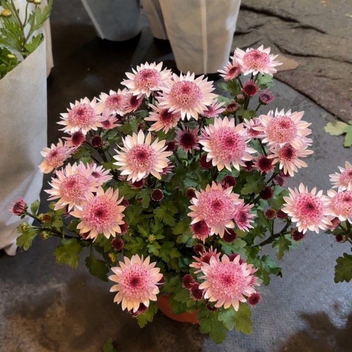 原盆原土｜荷兰菊草莓心